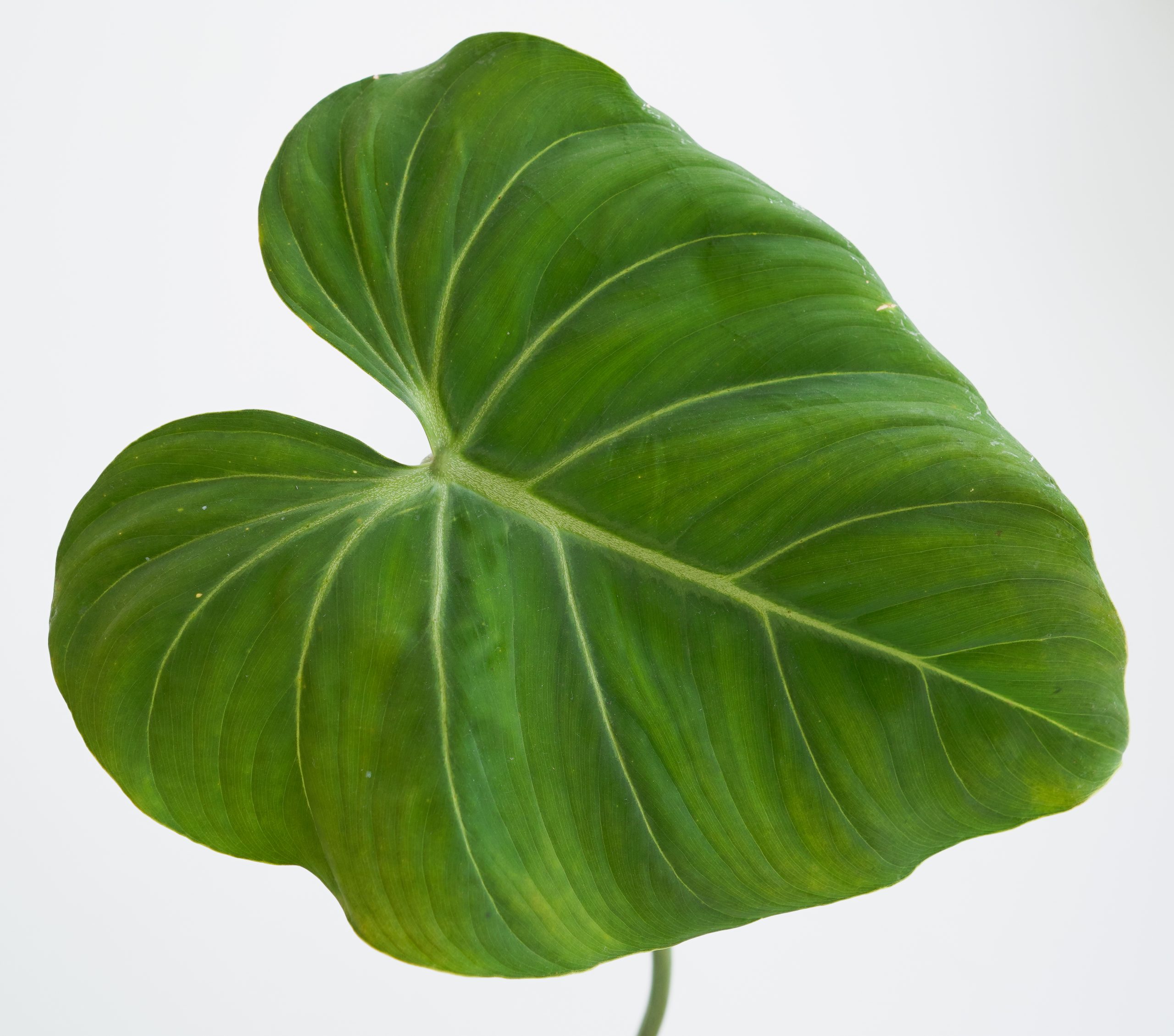 Philodendron Gloriosum